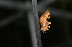 Troidini