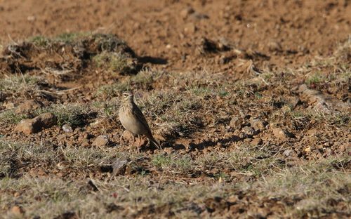 Mountain Pipit (Anthus hoeschi), photo 7