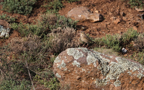 Mountain Pipit (Anthus hoeschi), photo 7