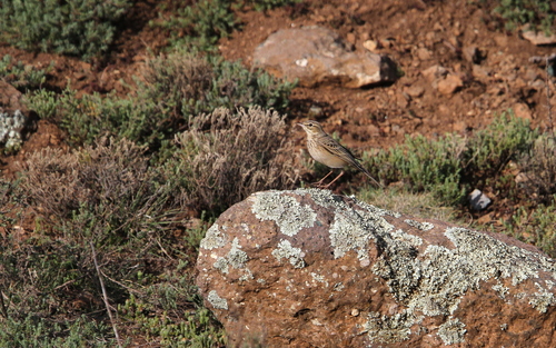 Mountain Pipit (Anthus hoeschi), photo 8