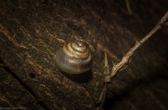 Posorites conscendens