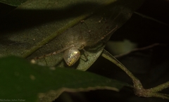 Thwaitesia nigronodosa