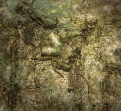 Stephanopis carcinoides