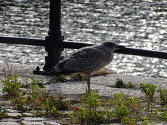 Larus argentatus