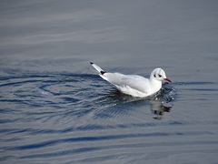 Chroicocephalus ridibundus