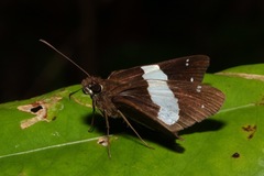Notocrypta waigensis