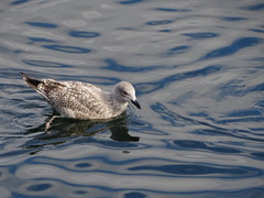 Larus argentatus