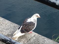 Columba livia domestica