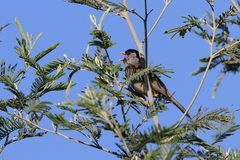 Sylvia nigricapillus