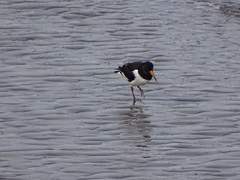 Haematopus ostralegus