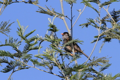 Sylvia nigricapillus