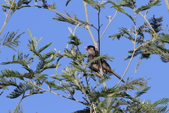 Sylvia nigricapillus