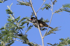 Sylvia nigricapillus