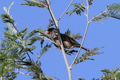 Sylvia nigricapillus