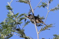 Sylvia nigricapillus