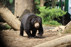Helarctos malayanus