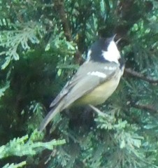 Periparus ater britannicus