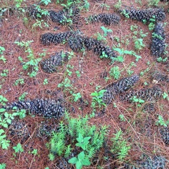 Pinus ayacahuite