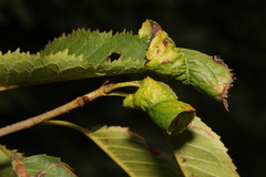 Myzus cerasi