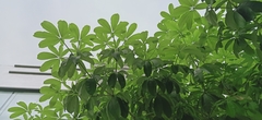Alstonia