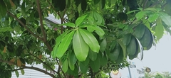 Alstonia
