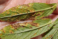 Puccinia pulverulenta