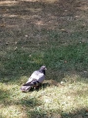 Columba livia domestica