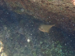 Pempheris rhomboidea