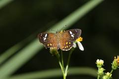 Celaenorrhinus ratna