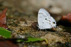 Hypolycaena kina