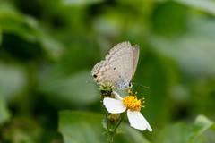 Catochrysops panormus exiguus