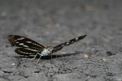 Athyma opalina hirayamai