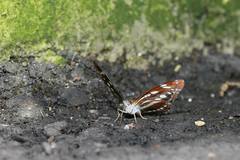 Athyma opalina hirayamai