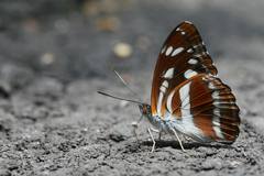 Athyma opalina hirayamai