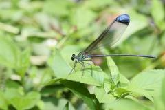 Psolodesmus mandarinus