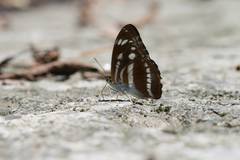 Athyma opalina hirayamai