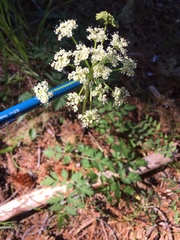 Ligusticum grayi