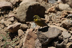 Crithagra symonsi