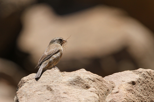 Drakensberg Siskin (Crithagra symonsi), photo 10