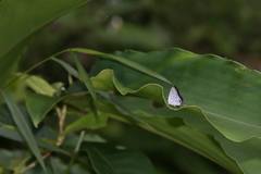 Sinthusa chandrana