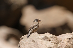 Crithagra symonsi