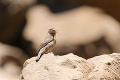 Crithagra symonsi