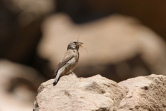 Crithagra symonsi