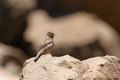 Crithagra symonsi