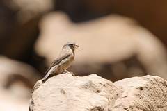 Crithagra symonsi