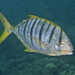 Golden Trevally - Photo (c) mattdowse, some rights reserved (CC BY-NC), uploaded by mattdowse