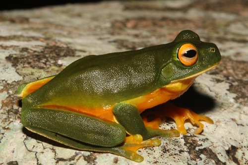 Chlorohyla xanthomera