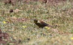 Crithagra symonsi