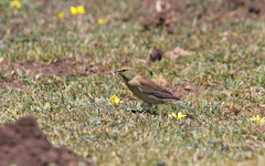 Crithagra symonsi