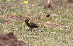 Crithagra symonsi